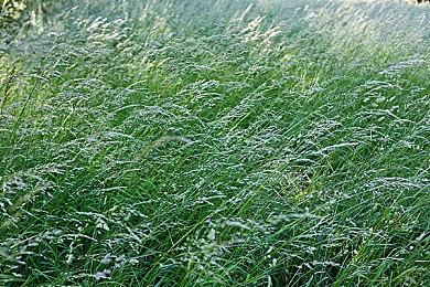 《神明高中生》Steam页面上线 明年发售